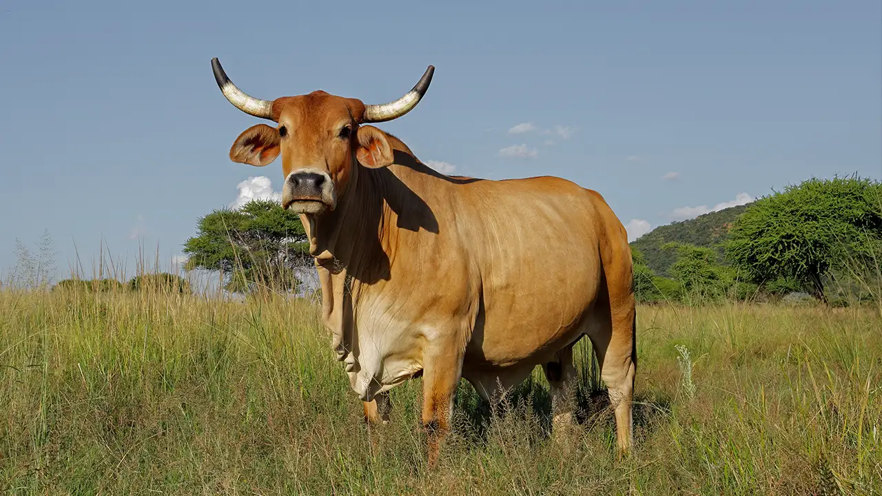 Prime Botswana Beef