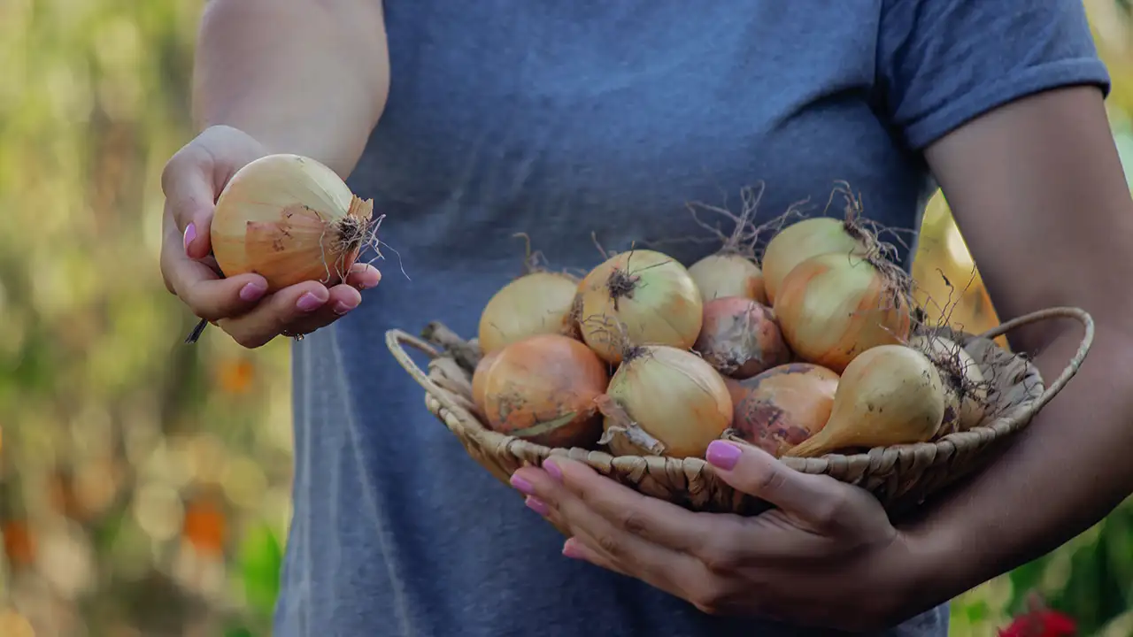 Premium Onions